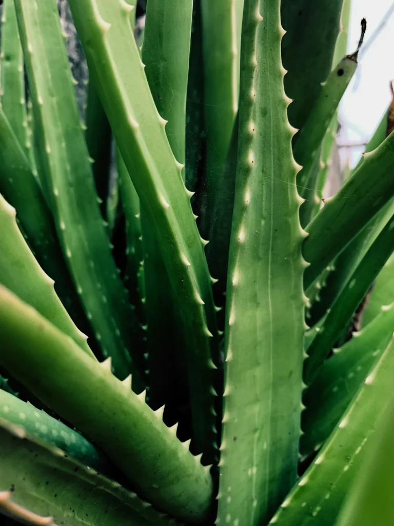 Vlezige bladeren van een aloëplant