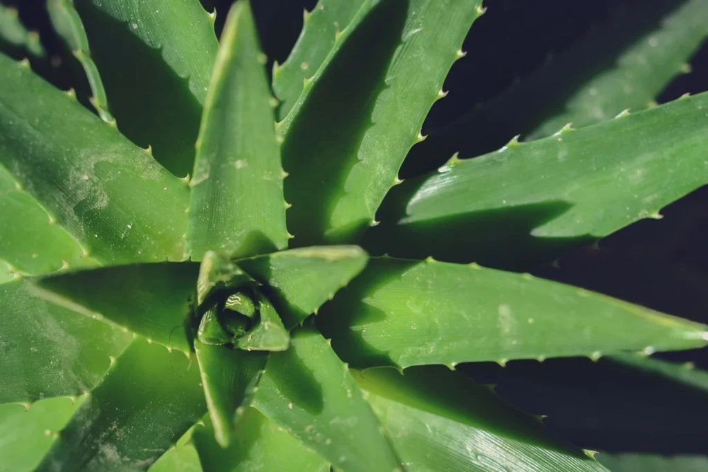 Groene aloëplant in natuurlijk licht