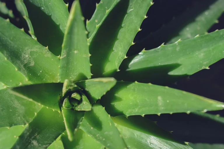 Groene aloëplant in natuurlijk licht
