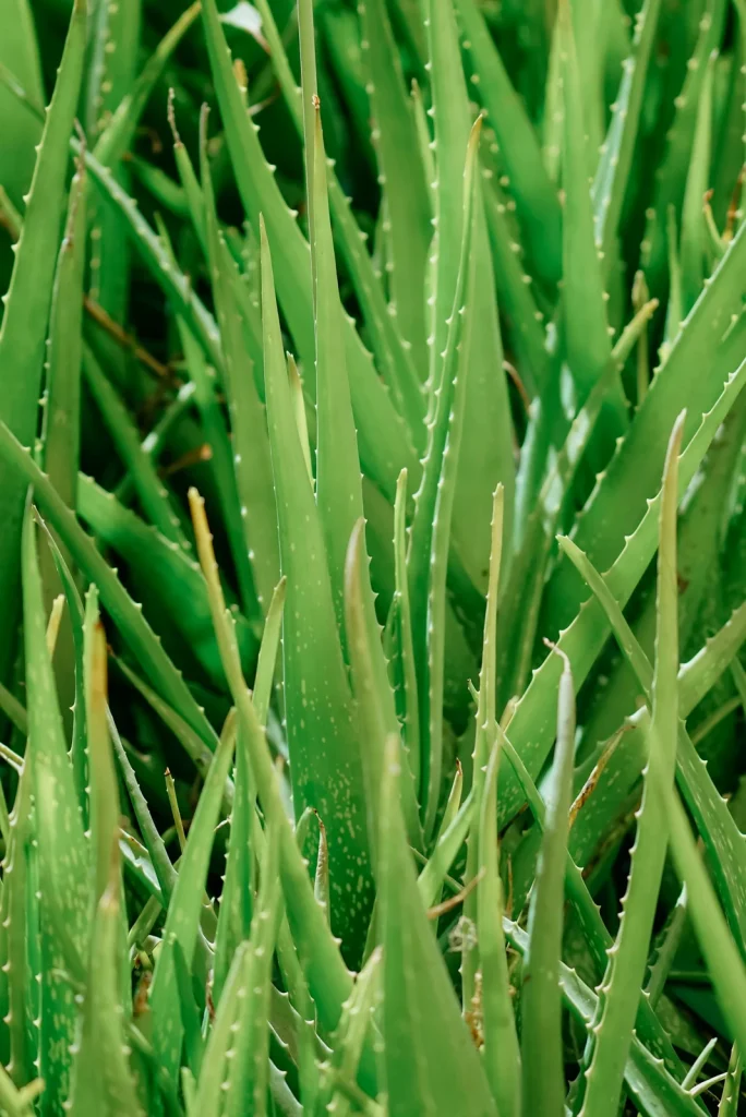 Groene succulentbladeren met lichte spikkels
