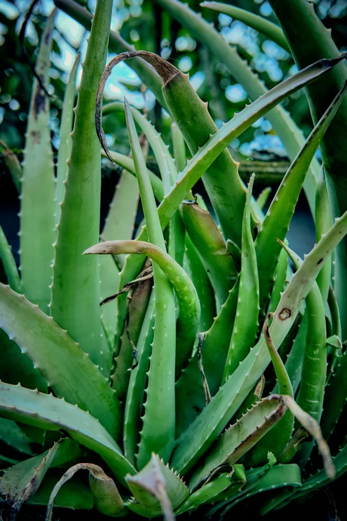Groene aloëbladeren van dichtbij