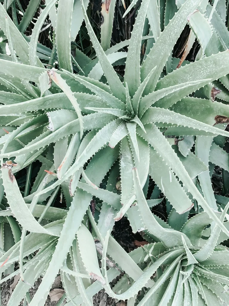 Aloëplant met bladeren in een rozet